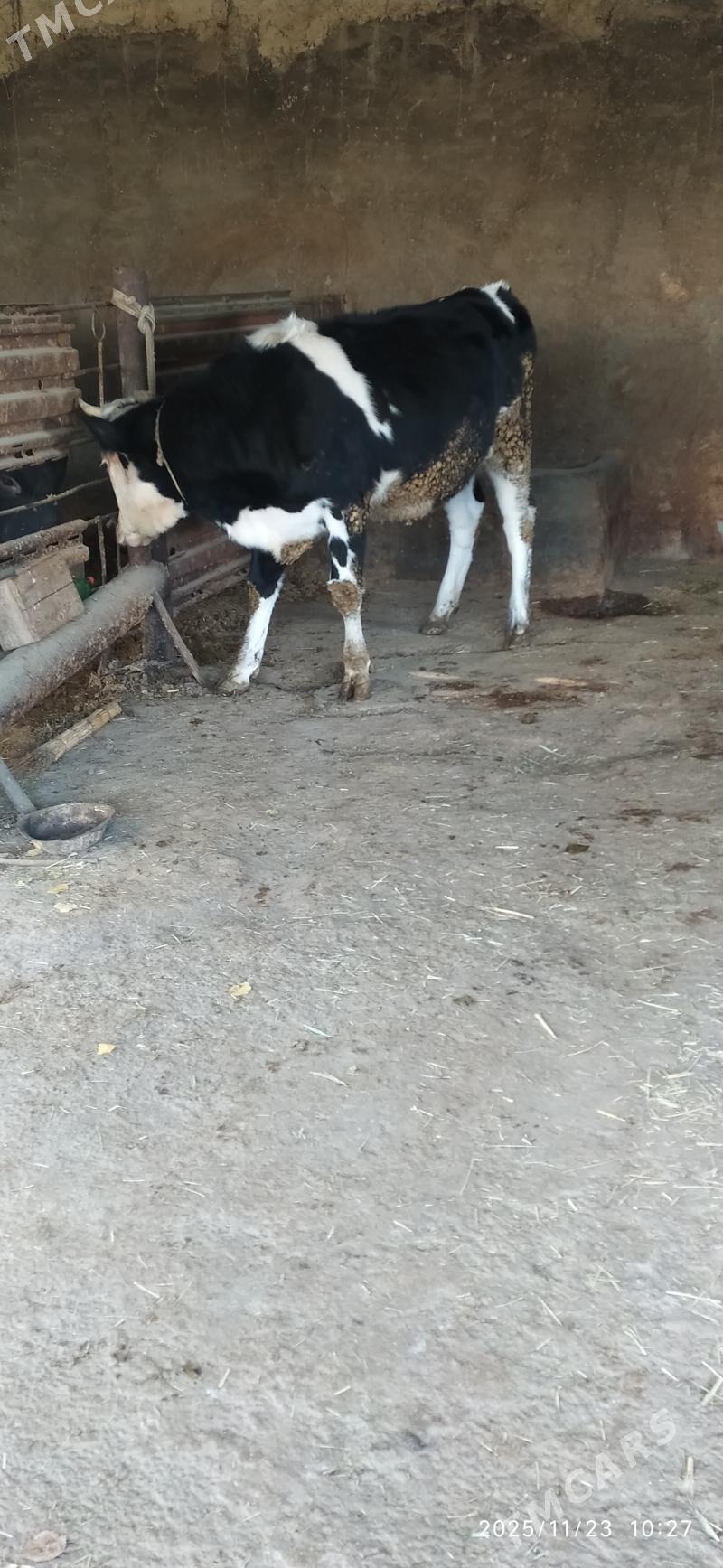 Tuwe - Бахарден - img 2