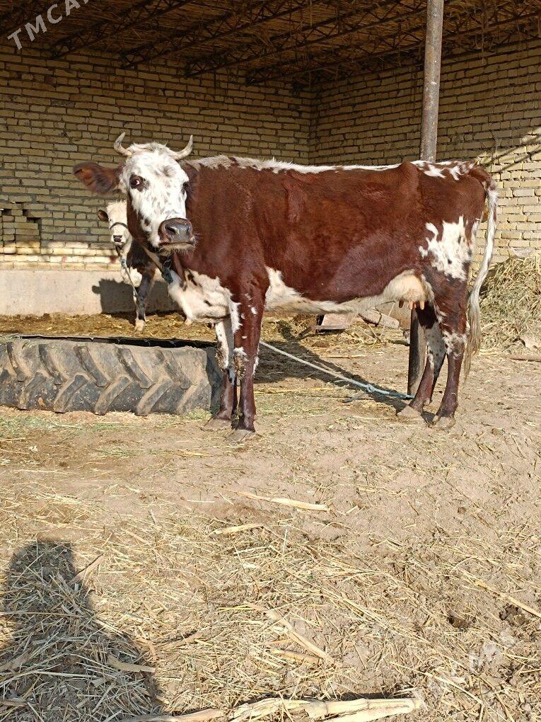 göleli sygyr  - Чарджоу - img 6