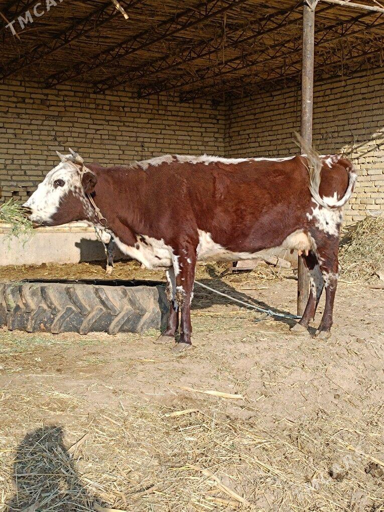 göleli sygyr  - Чарджоу - img 5