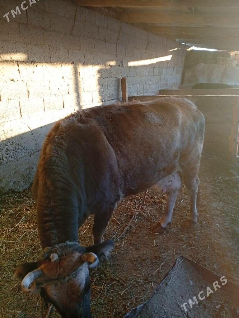 sygyr - Gökje - img 4