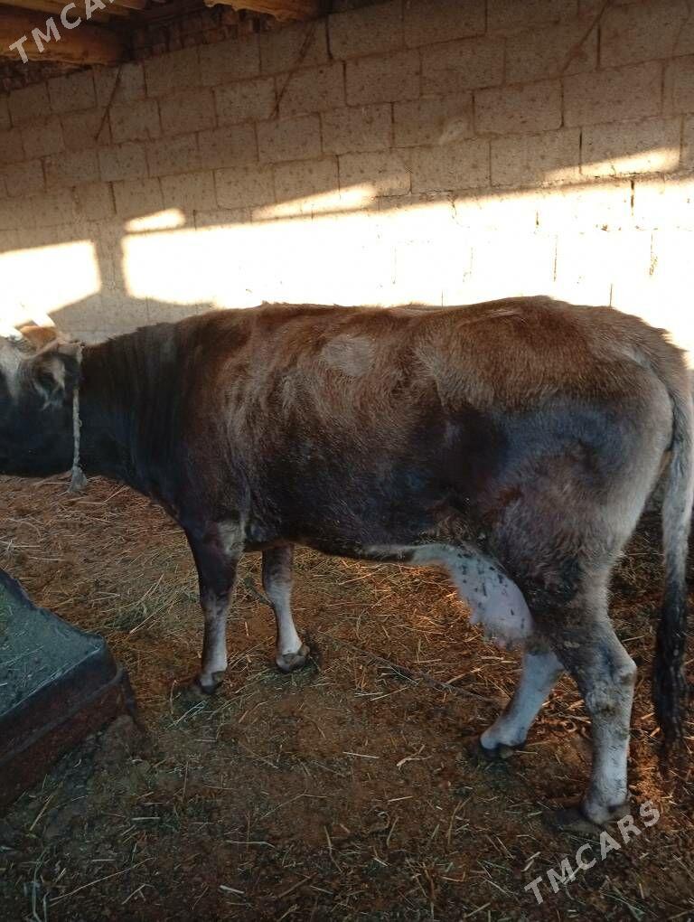 sygyr - Gökje - img 2