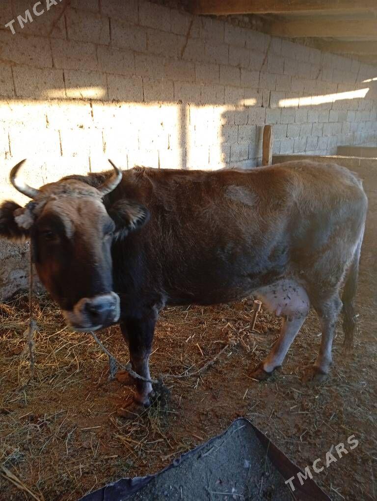 sygyr - Gökje - img 1