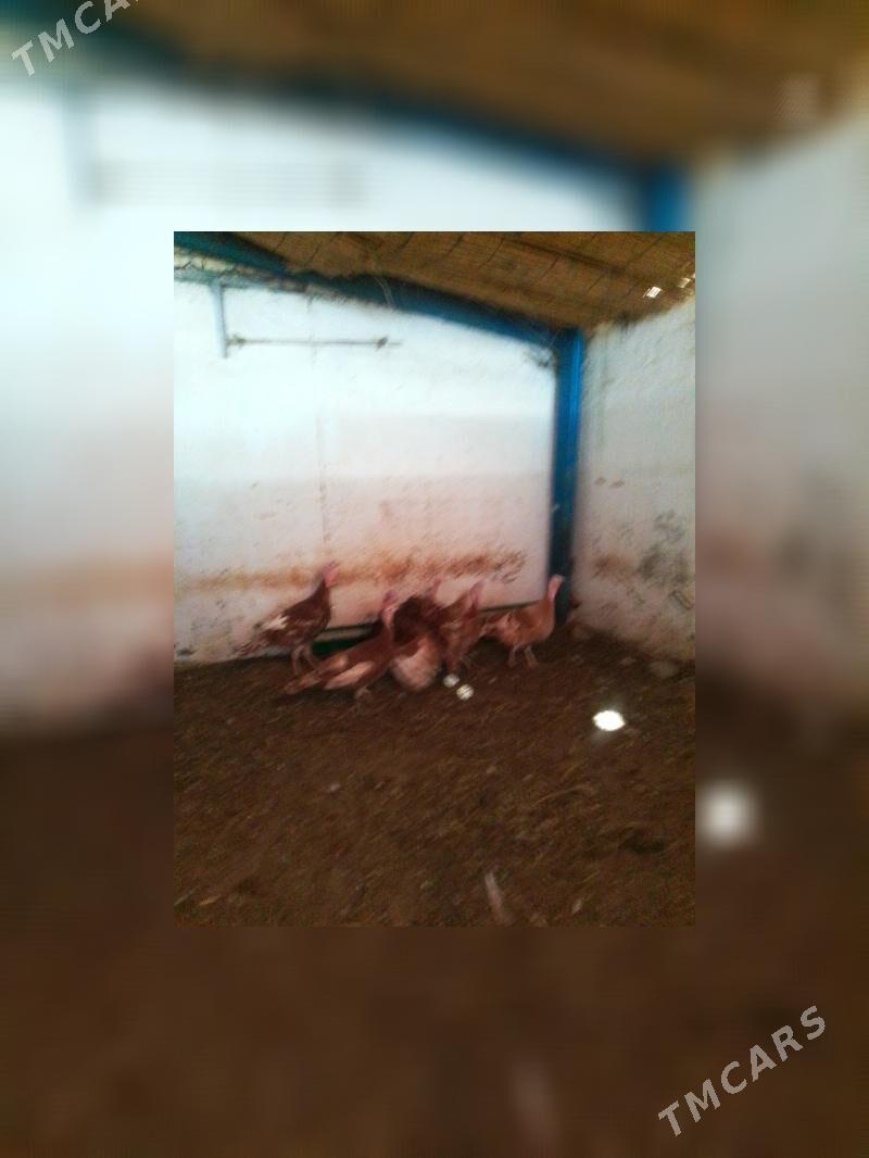 induk - Aşgabat - img 4