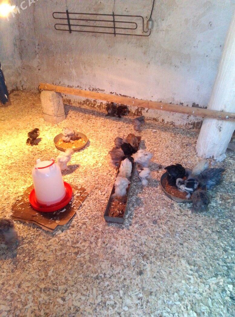 induk - Aşgabat - img 1