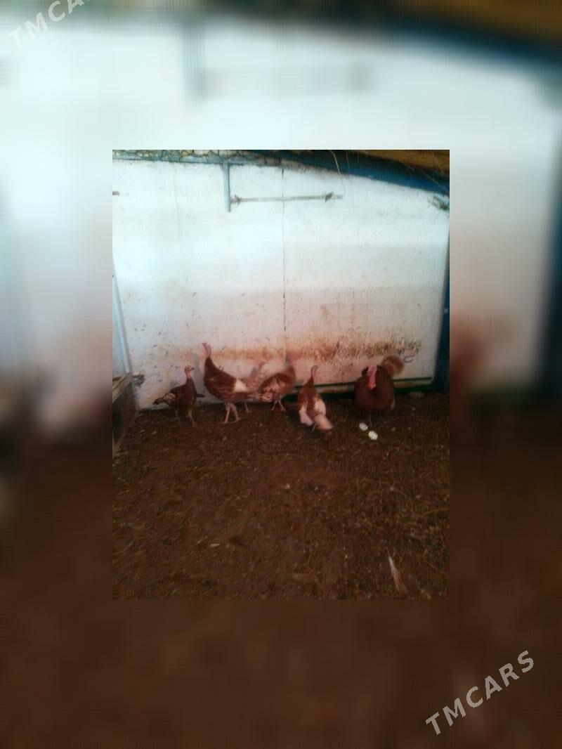 induk - Aşgabat - img 3