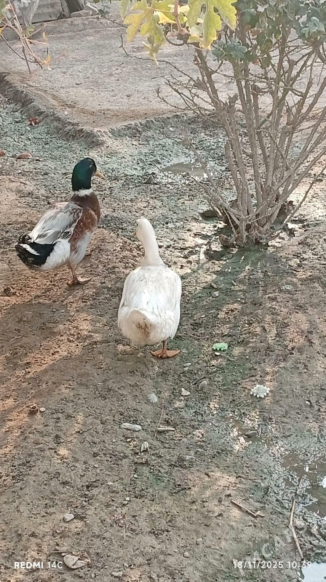 wak wak ördek - Gökdepe - img 3