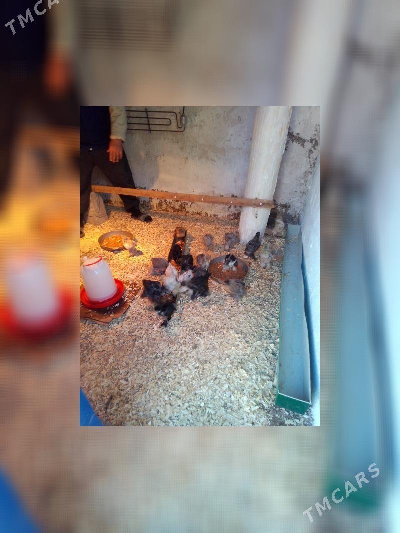 induk - Aşgabat - img 2