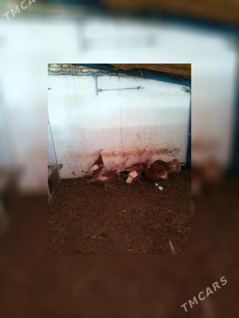 induk - Aşgabat - img 5