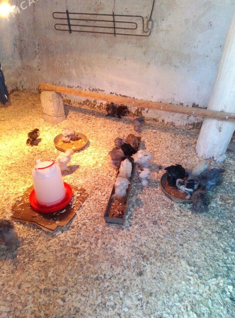 induk - Aşgabat - img 6