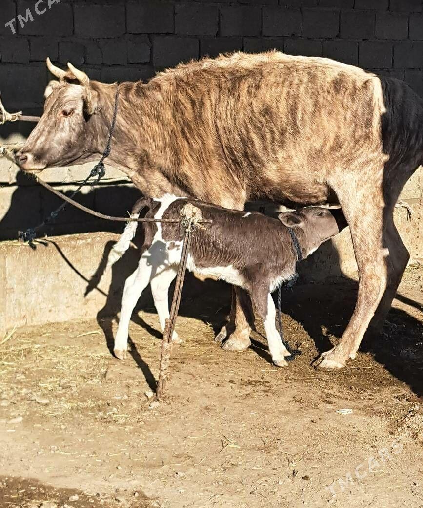 2 goleli sygyr 1 gysyr sygyr - Бахарден - img 2