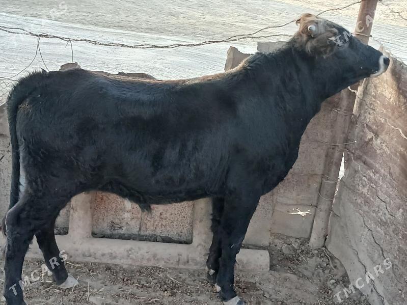 öküz - Эсенгулы - img 2