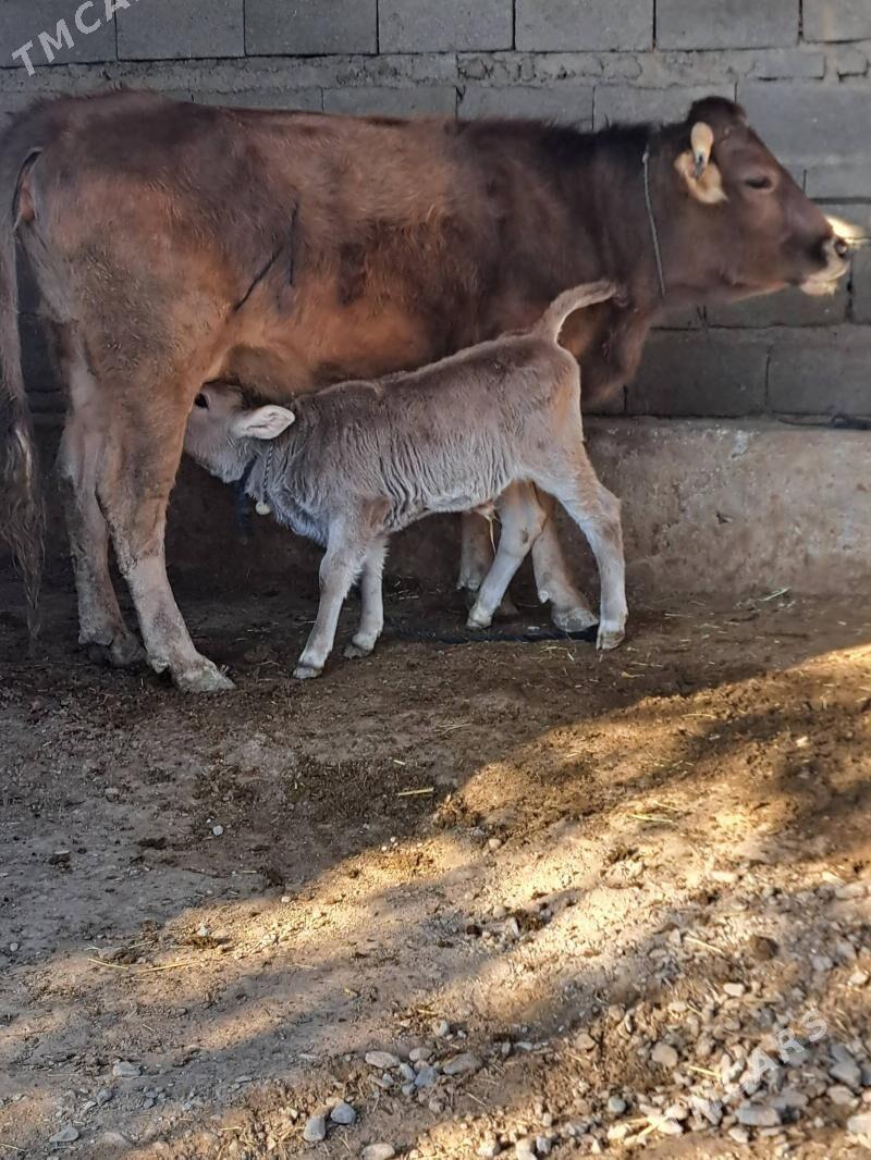 2 goleli sygyr 1 gysyr sygyr - Бахарден - img 5