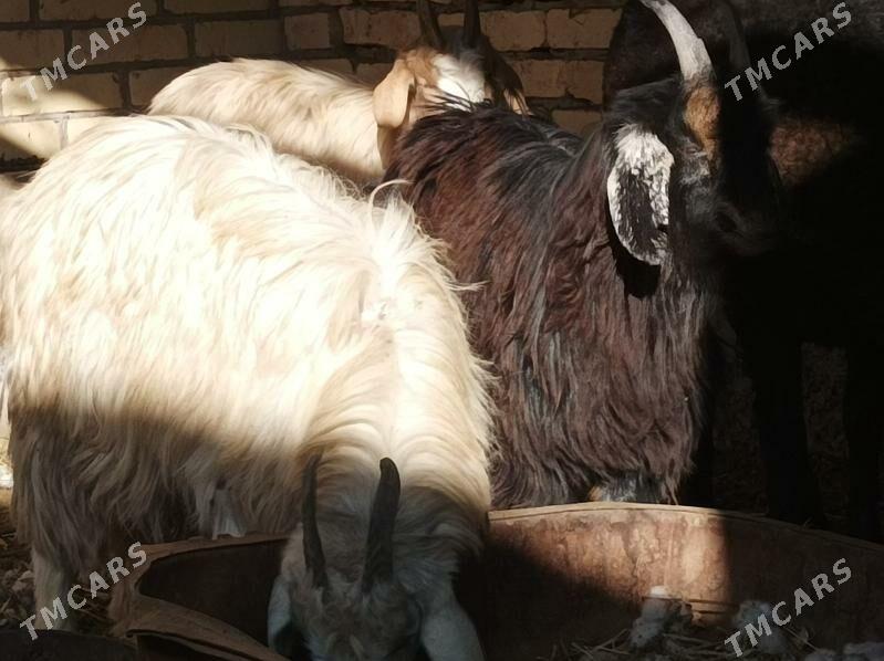 sekeler - Дянев - img 2