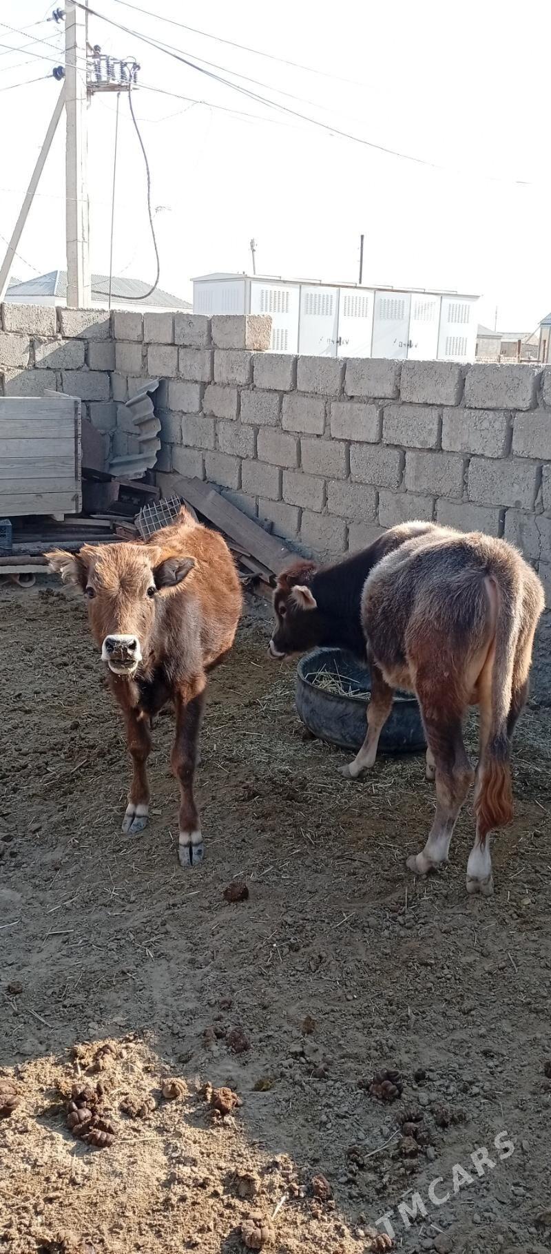 Öküzçe - Esenguly - img 2