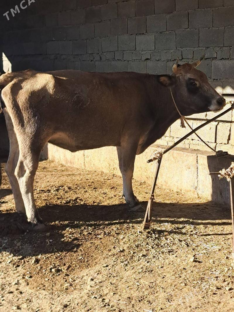 2 goleli sygyr 1 gysyr sygyr - Бахарден - img 9