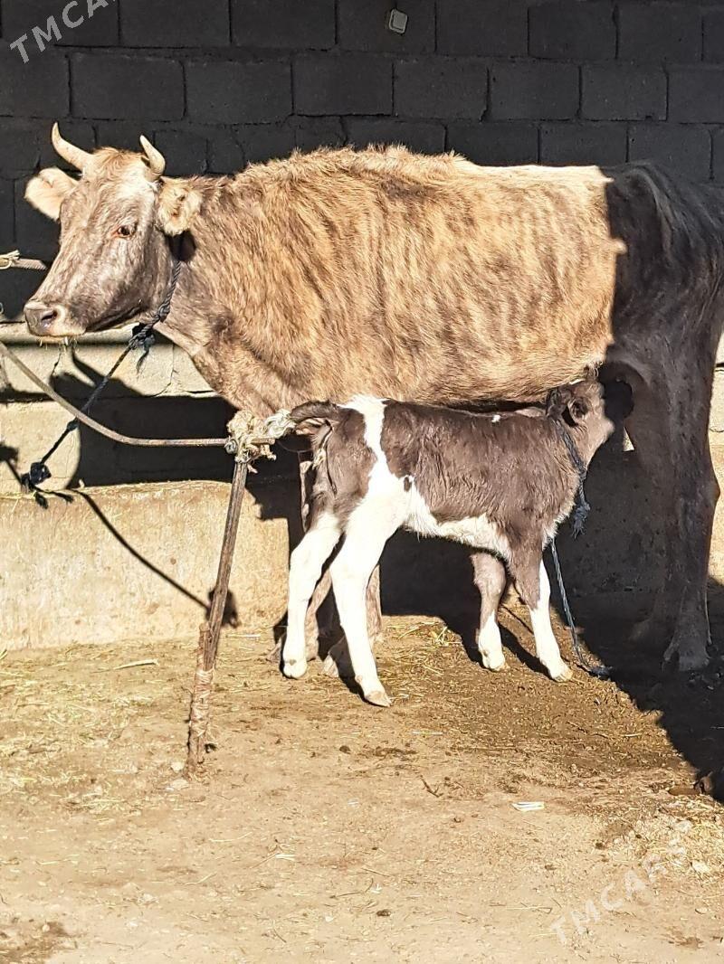 2 goleli sygyr 1 gysyr sygyr - Бахарден - img 4