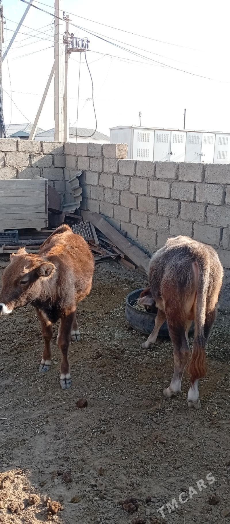 Öküzçe - Esenguly - img 3