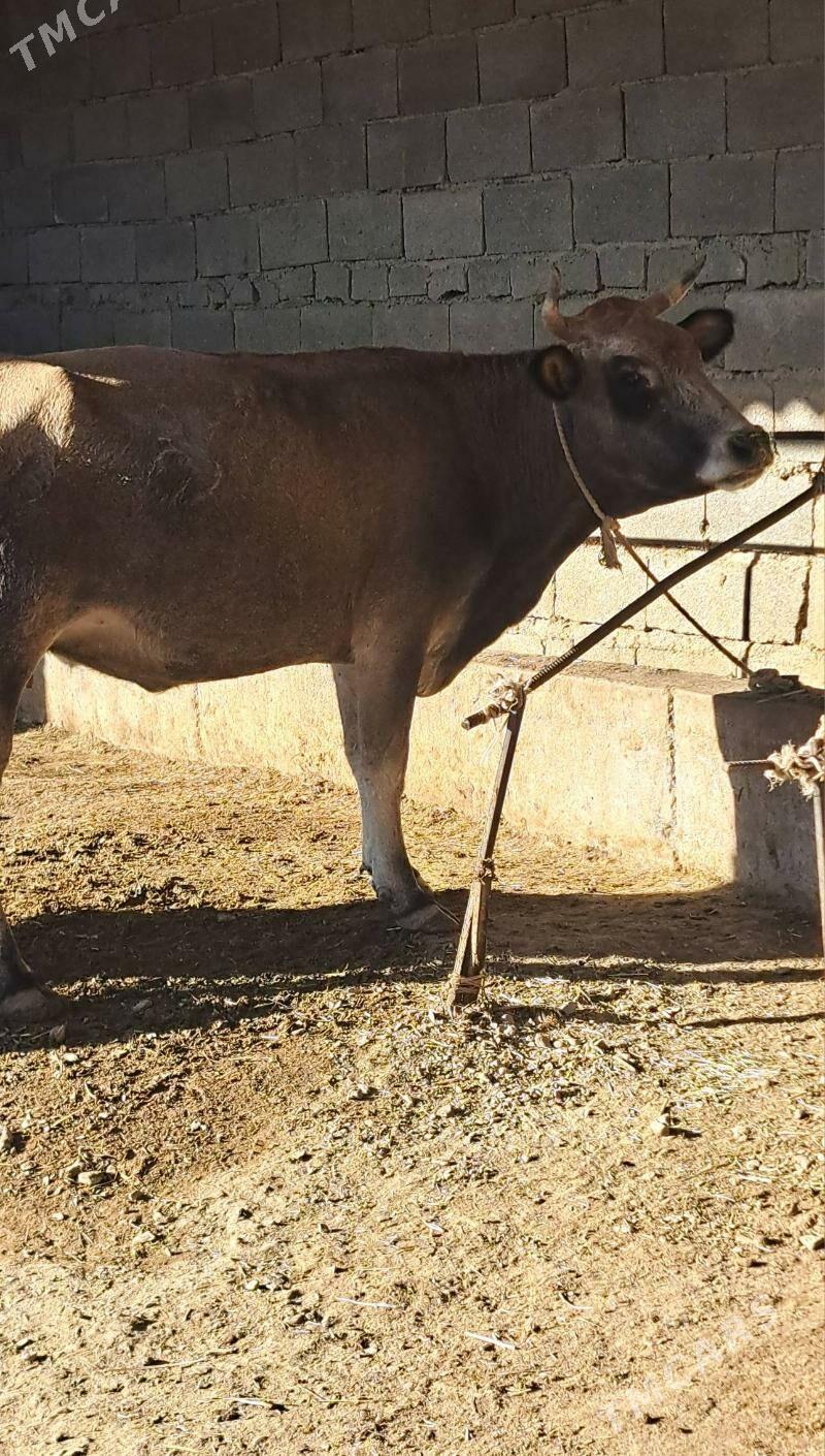 2 goleli sygyr 1 gysyr sygyr - Бахарден - img 7