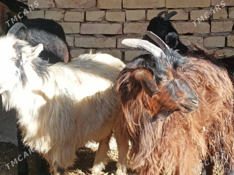 sekeler - Дянев - img 6