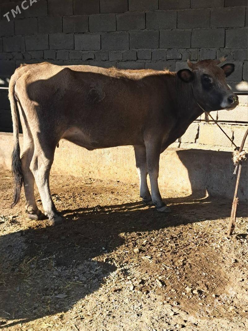 2 goleli sygyr 1 gysyr sygyr - Бахарден - img 8