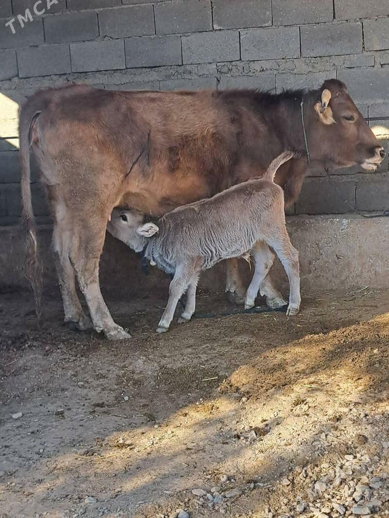 2 goleli sygyr 1 gysyr sygyr - Бахарден - img 3