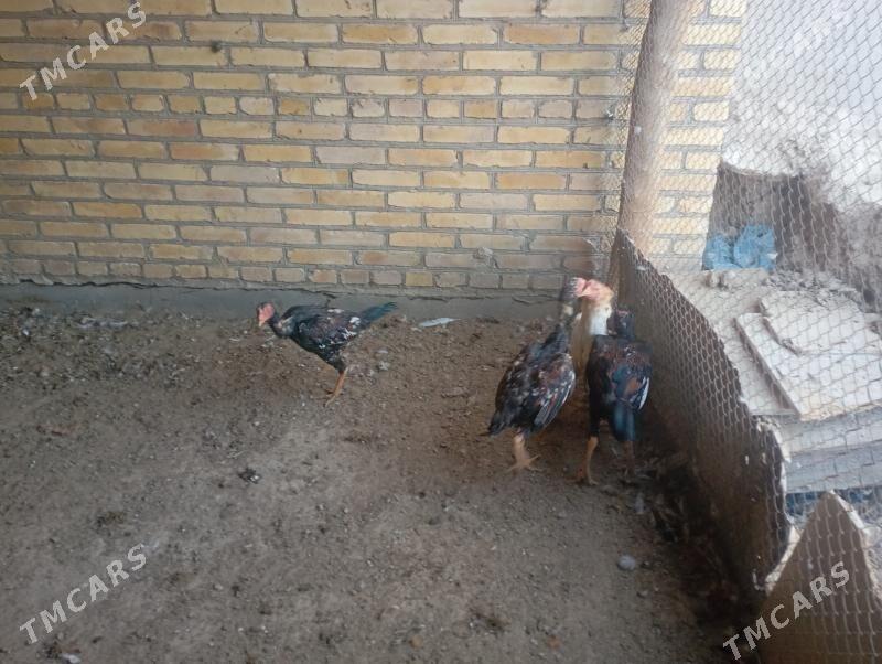 baýes horaz towuklar - Farap - img 2