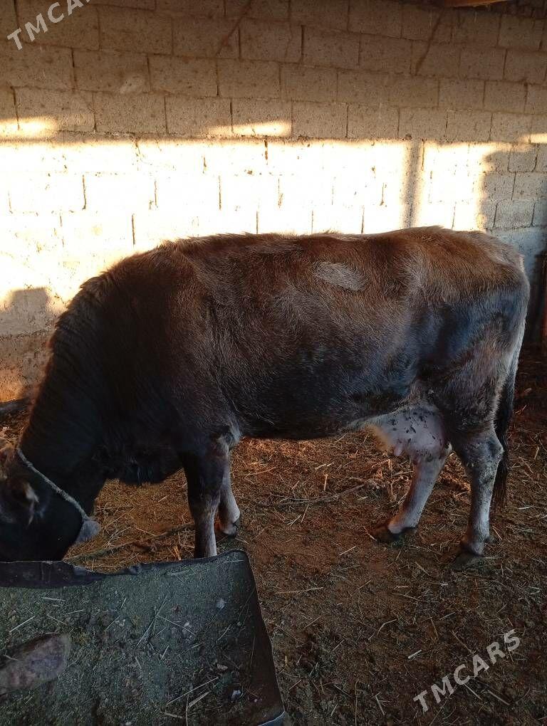 sygyr - Gökje - img 3