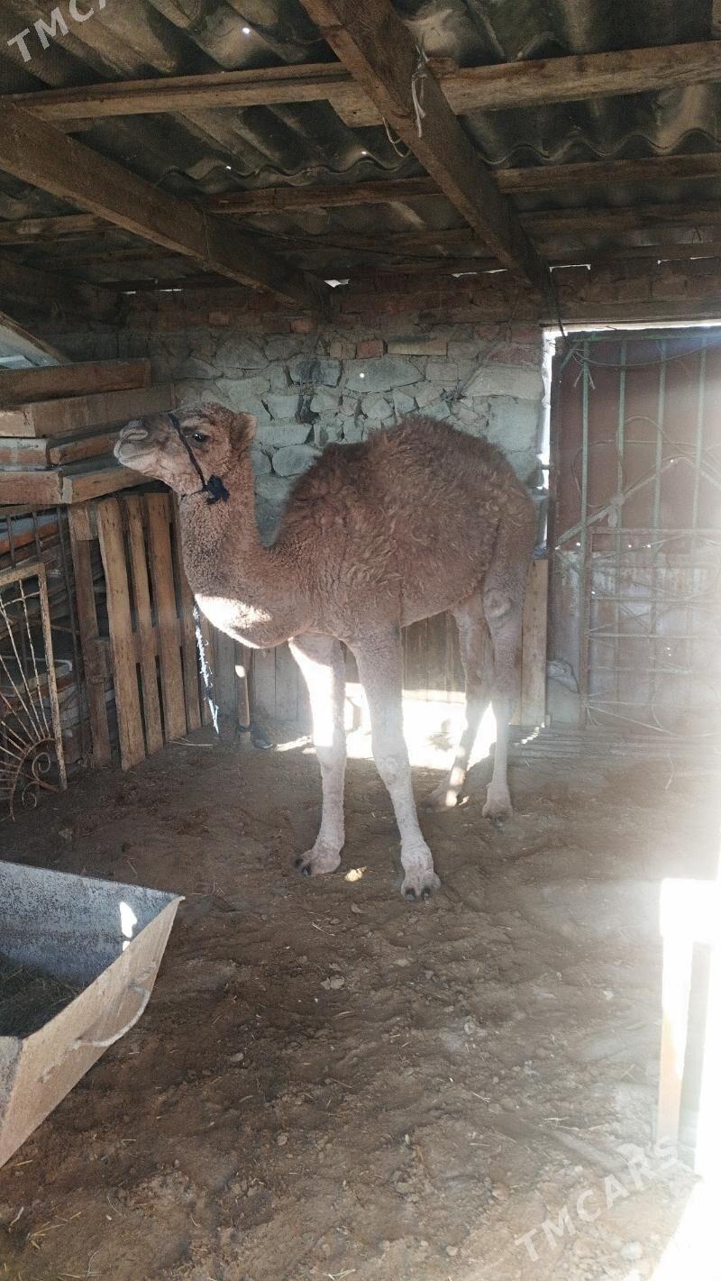 Duye ogshuk - Бахарден - img 2