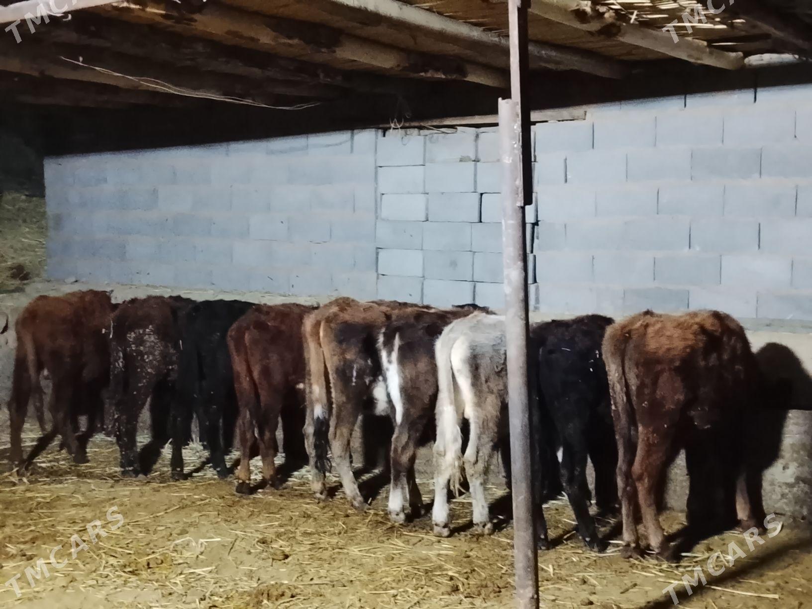 Göleler - Magtymguly - img 2