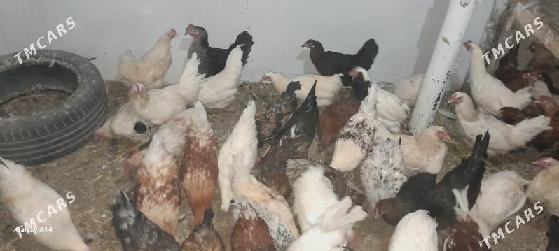 tovuk - Туркменабат - img 2