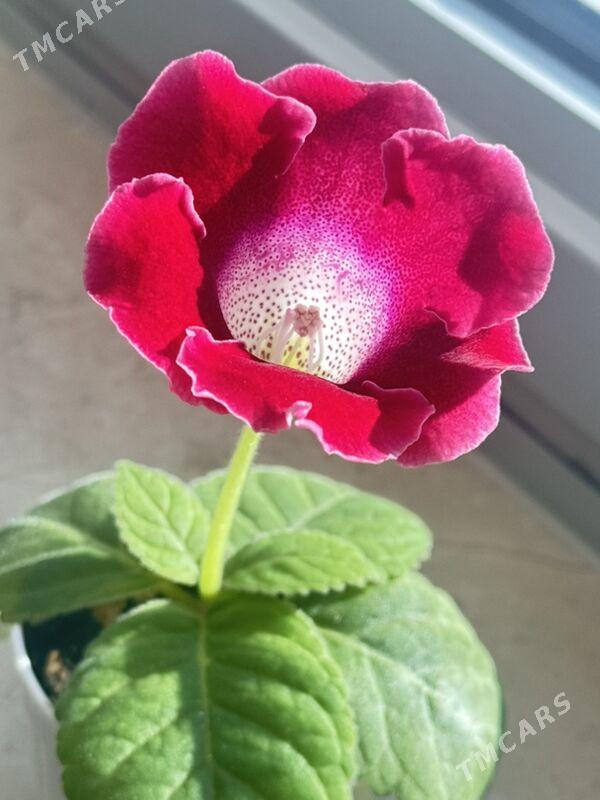 глоксинии - Ашхабад - img 5