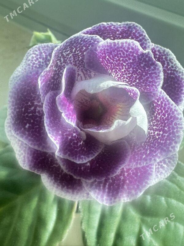 глоксинии - Ашхабад - img 2