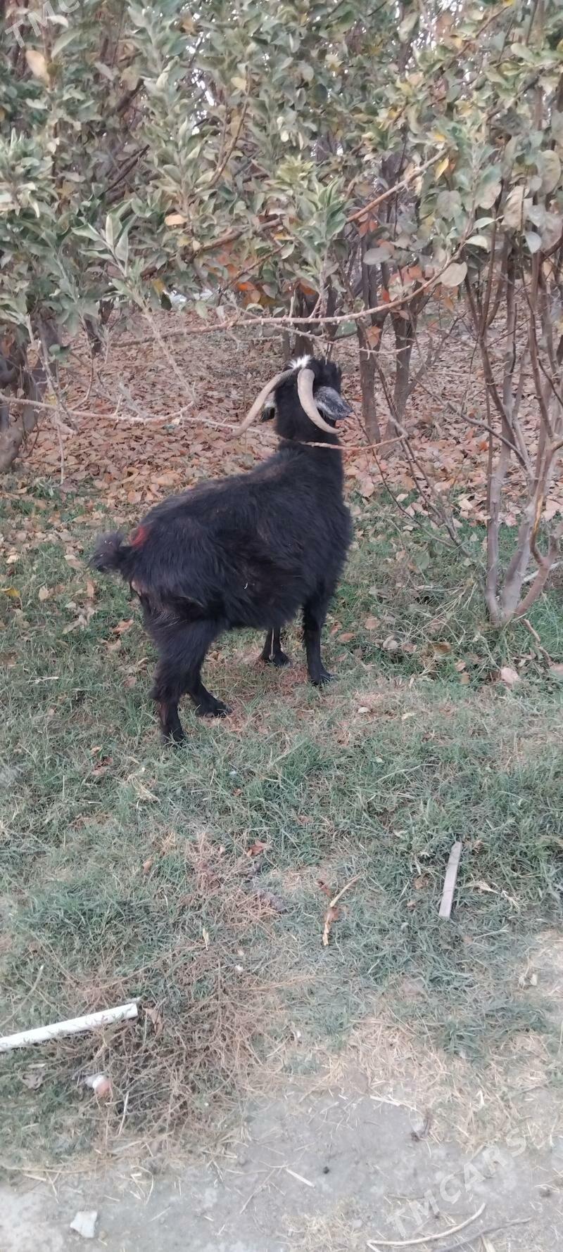 Bogaz geçi - Gökdepe - img 2