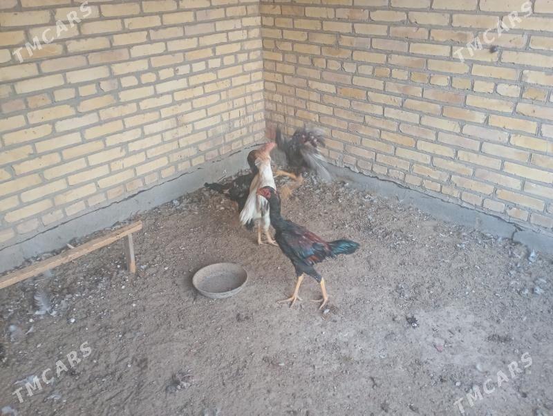 baýes horaz towuklar - Farap - img 4