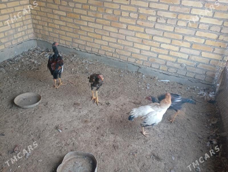 baýes horaz towuklar - Farap - img 5