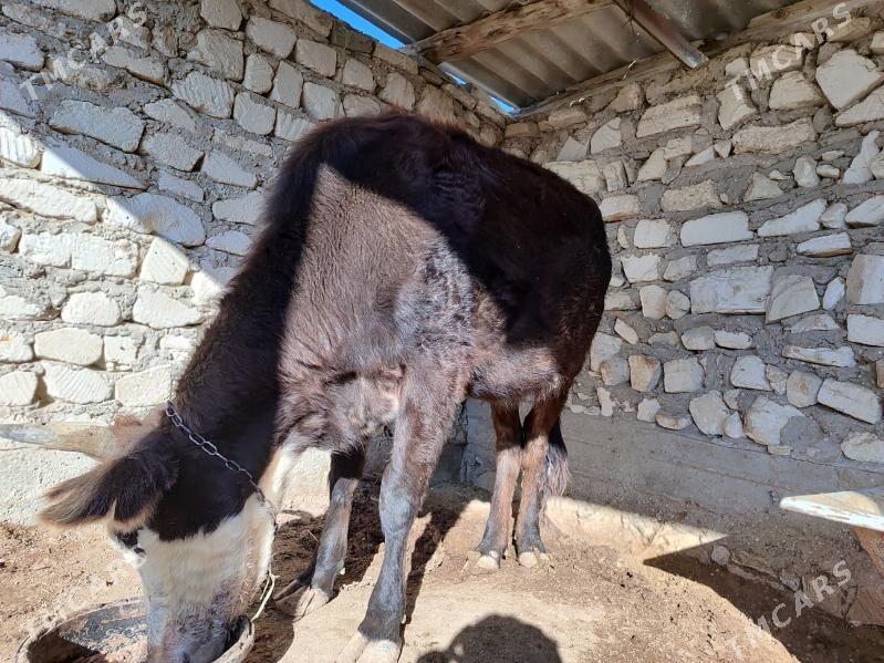 Sygyr - Esenguly - img 2