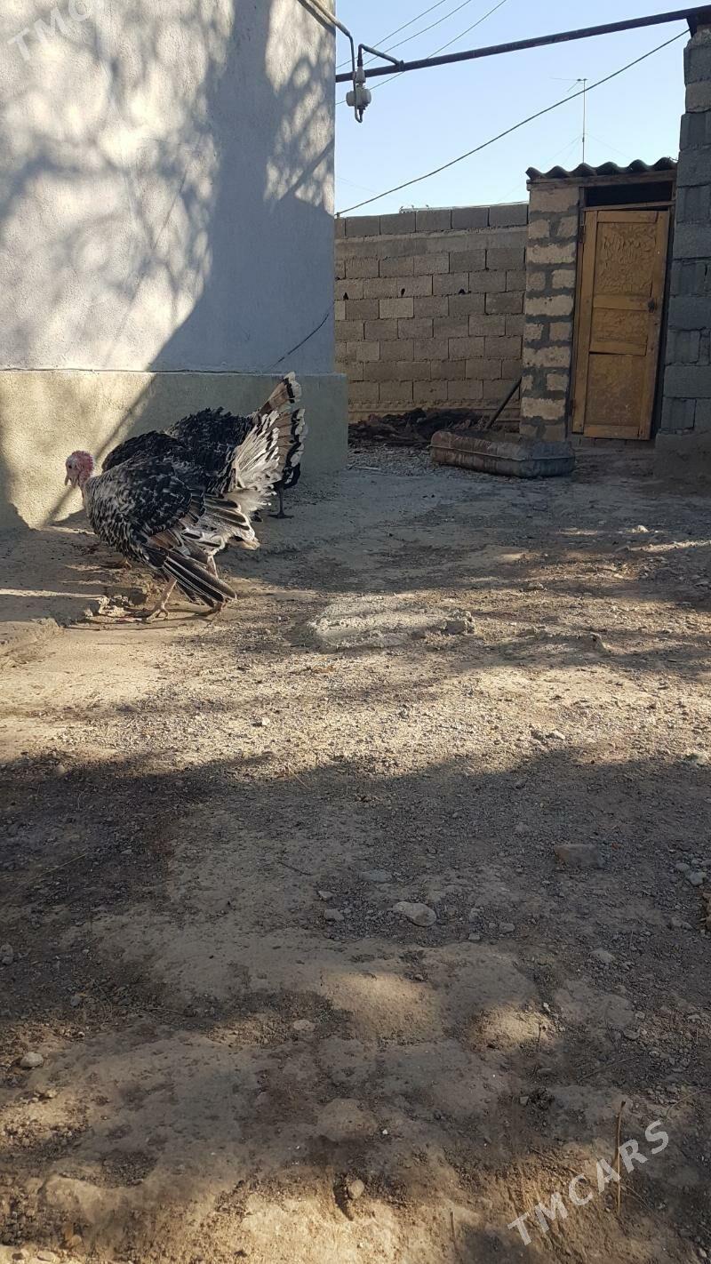 induk - Gyzylarbat - img 4