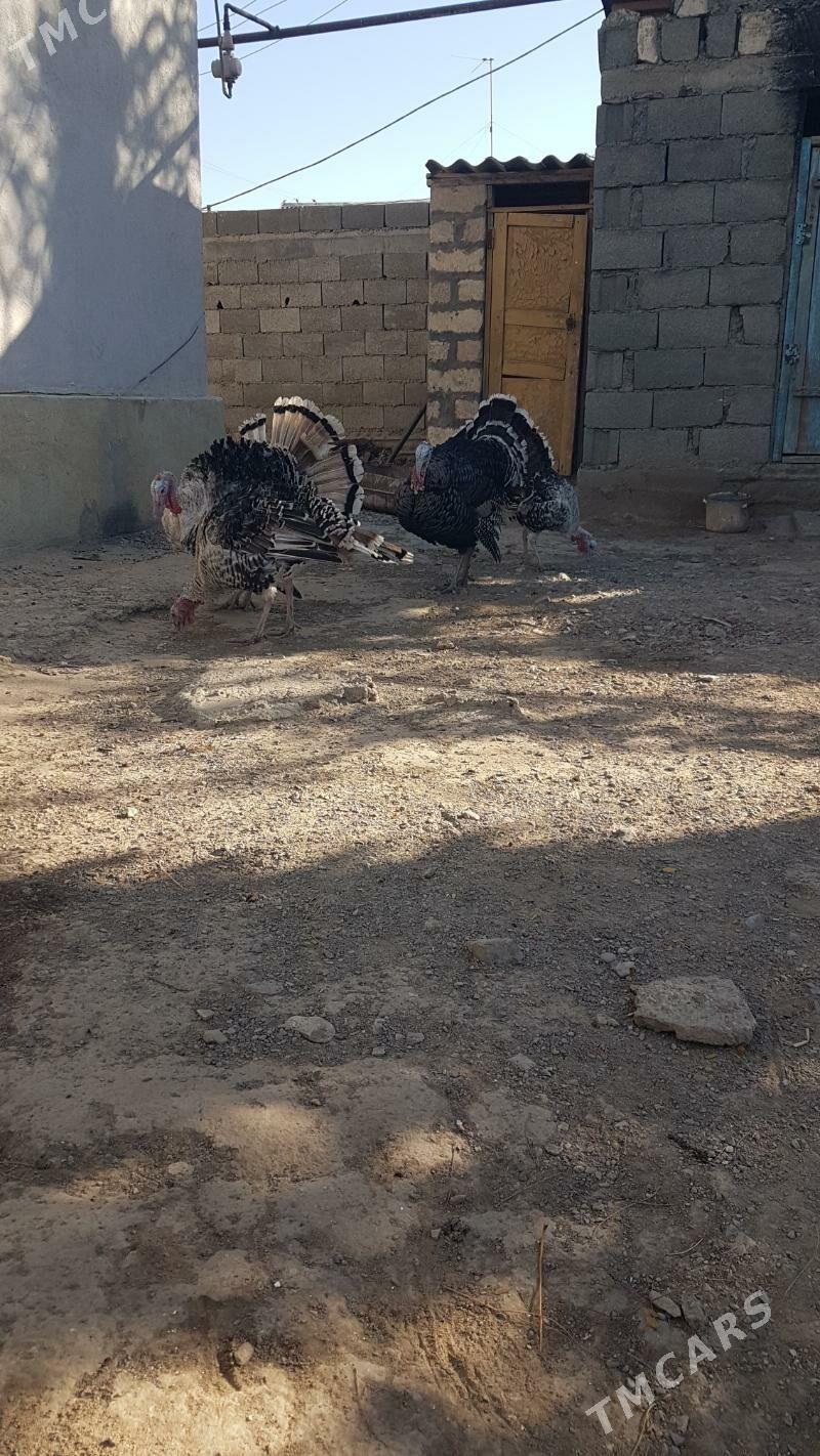 induk - Gyzylarbat - img 3