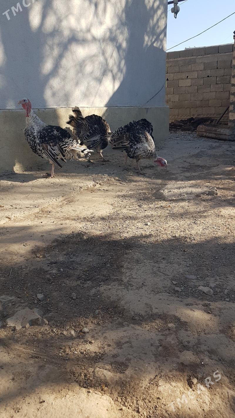 induk - Gyzylarbat - img 5