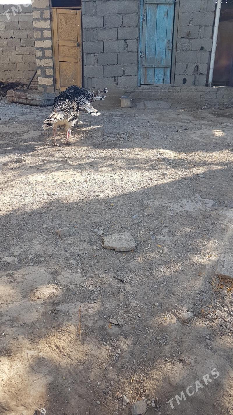 induk - Gyzylarbat - img 1