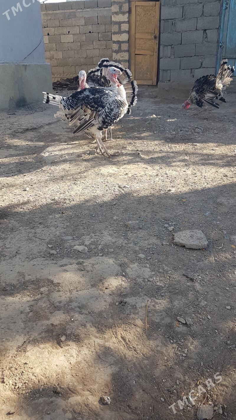 induk - Gyzylarbat - img 2