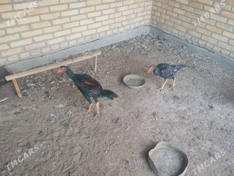 baýes horaz towuklar - Farap - img 6