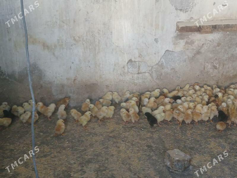 juje - Гёкдже - img 3