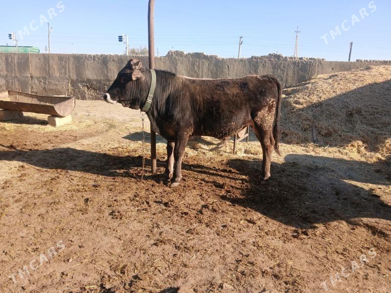 tohum oküz - Bäherden - img 1