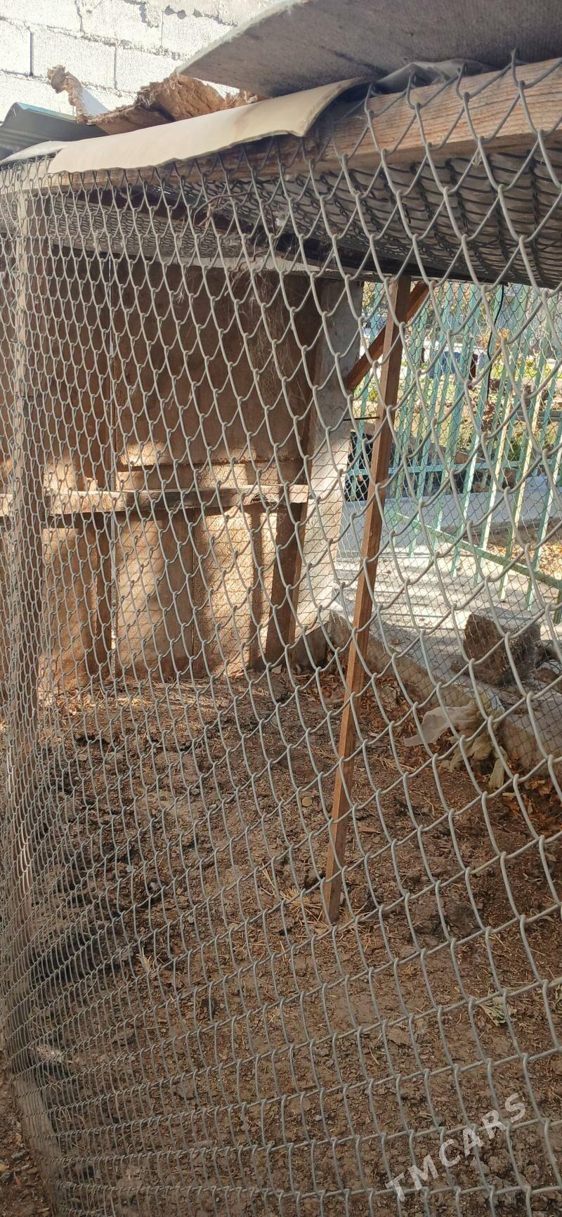 ketek - Тязе заман - img 1