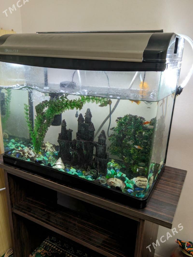 аквариум заводской (akwarium) - Aşgabat - img 1