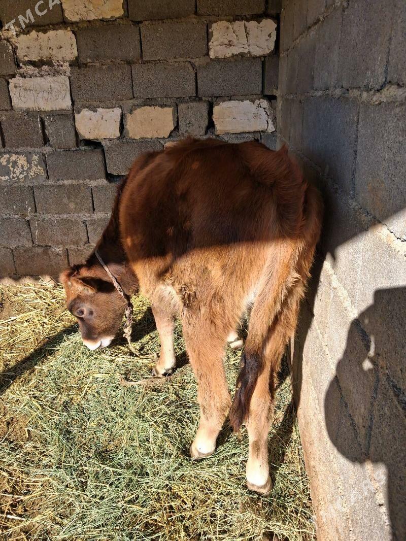 YAS TUWE VE GOLE - Анев - img 4