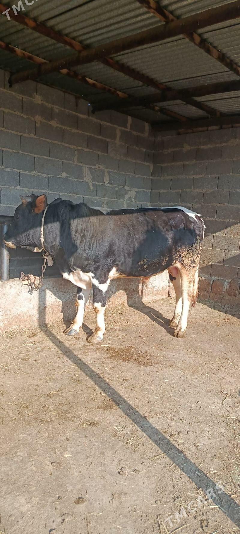 okuz 2 sani - Бахарден - img 2