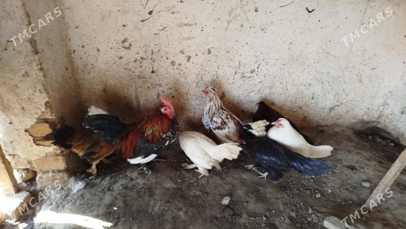 Yaponçik - Farap - img 1