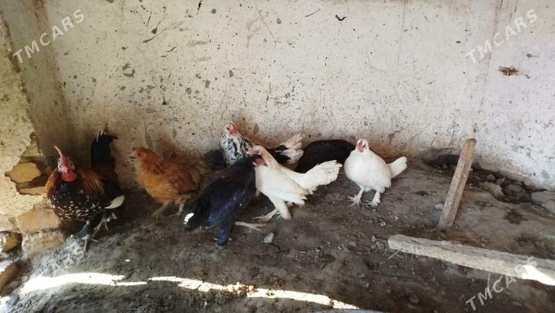 Yaponçik - Farap - img 2